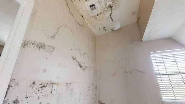 Best Water Damage & Mold Remediation  in Goulds, FL