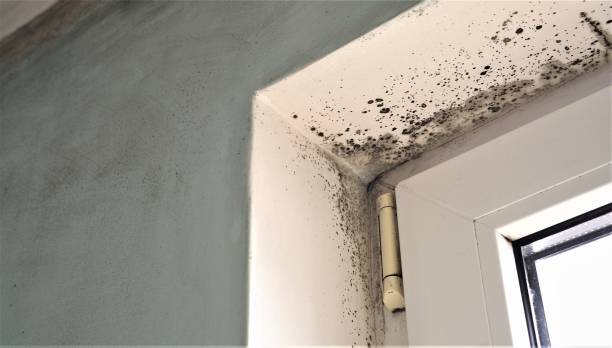 Best Residential Mold Inspection & Testing  in Goulds, FL