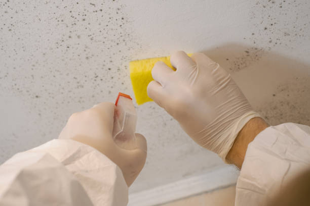 Dehumidification Services in Goulds, FL