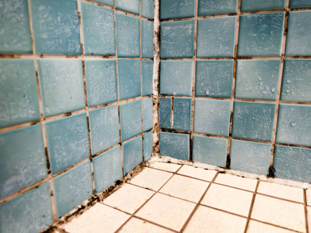 Best Mold Damage Restoration  in Goulds, FL
