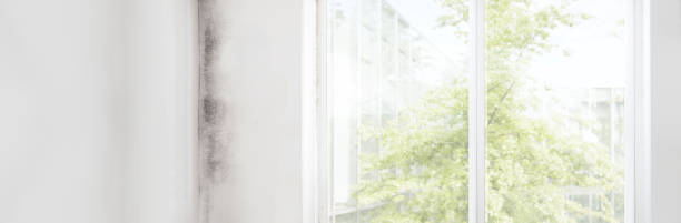 Best Asbestos and Lead Testing During Mold Inspection  in Goulds, FL