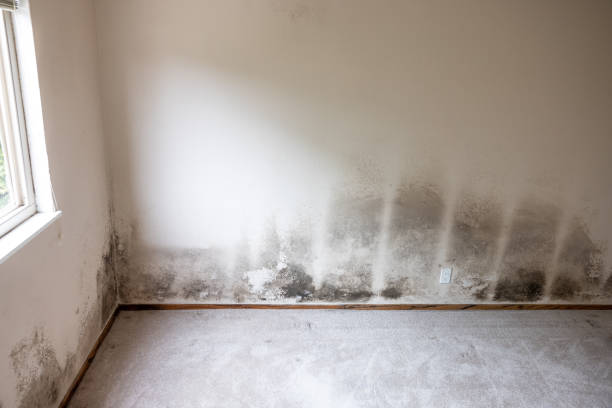 Best Air Quality Testing for Mold Spores  in Goulds, FL