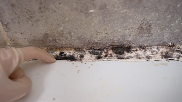 Best Real Estate Mold Inspection  in Goulds, FL
